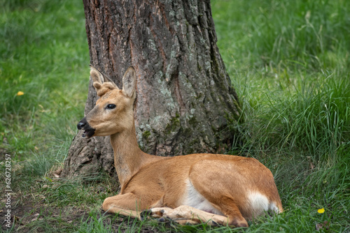 a young deer lies near a tree on a summer day among the grass, selective focus