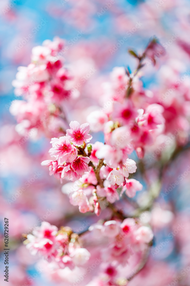 Beautiful Pink Cherry Blossom on nature background, Sakura flower blooming