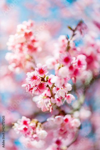 Beautiful Pink Cherry Blossom on nature background, Sakura flower blooming