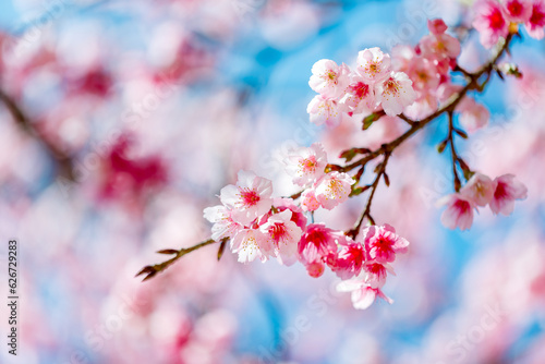 Beautiful Pink Cherry Blossom on nature background  Sakura flower blooming