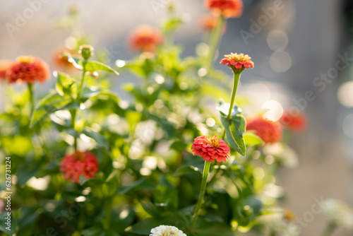 zinnia flowers in the morning