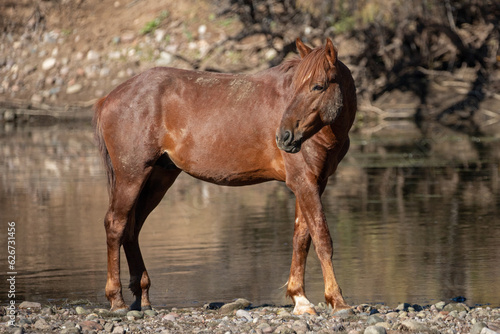 Red bay wild stallion on the banks of the Salt River near Mesa Arizona United States photo