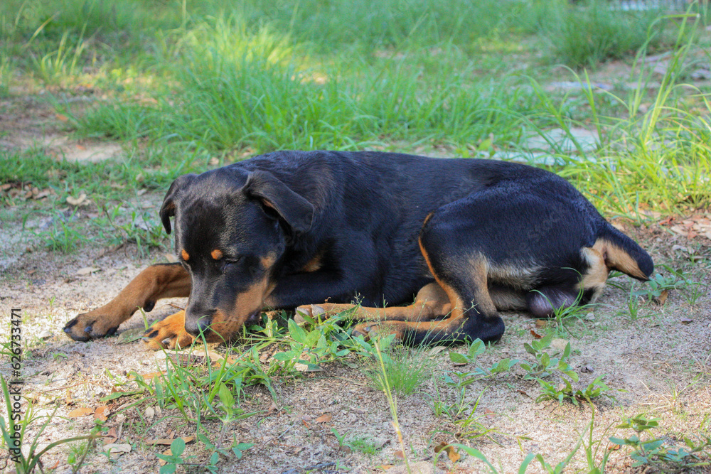 Young male purebred rottweiler (7 months) laying down Young male purebred rottweiler (7 months) laying down