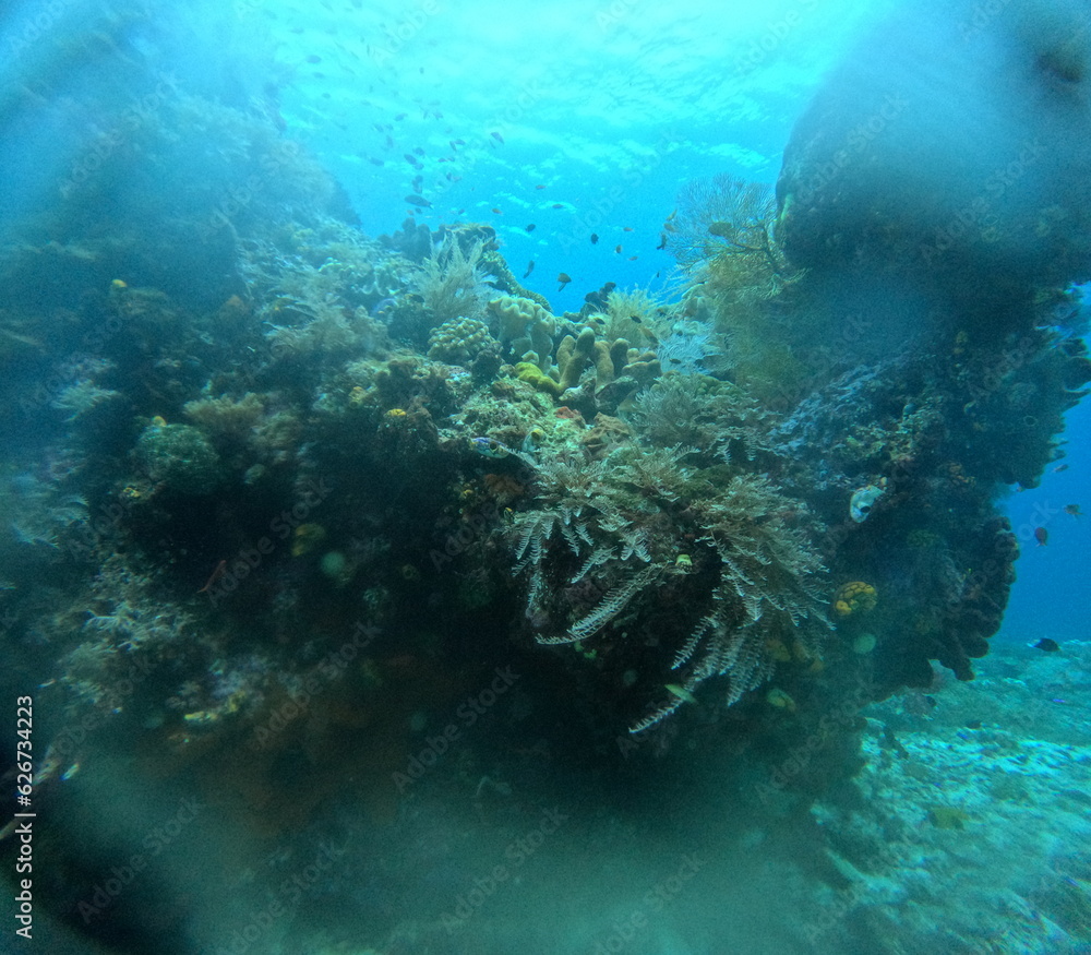 Fototapeta premium インドネシア、インドネシアの海、インドネシアの海の中、海の楽園、海中散歩