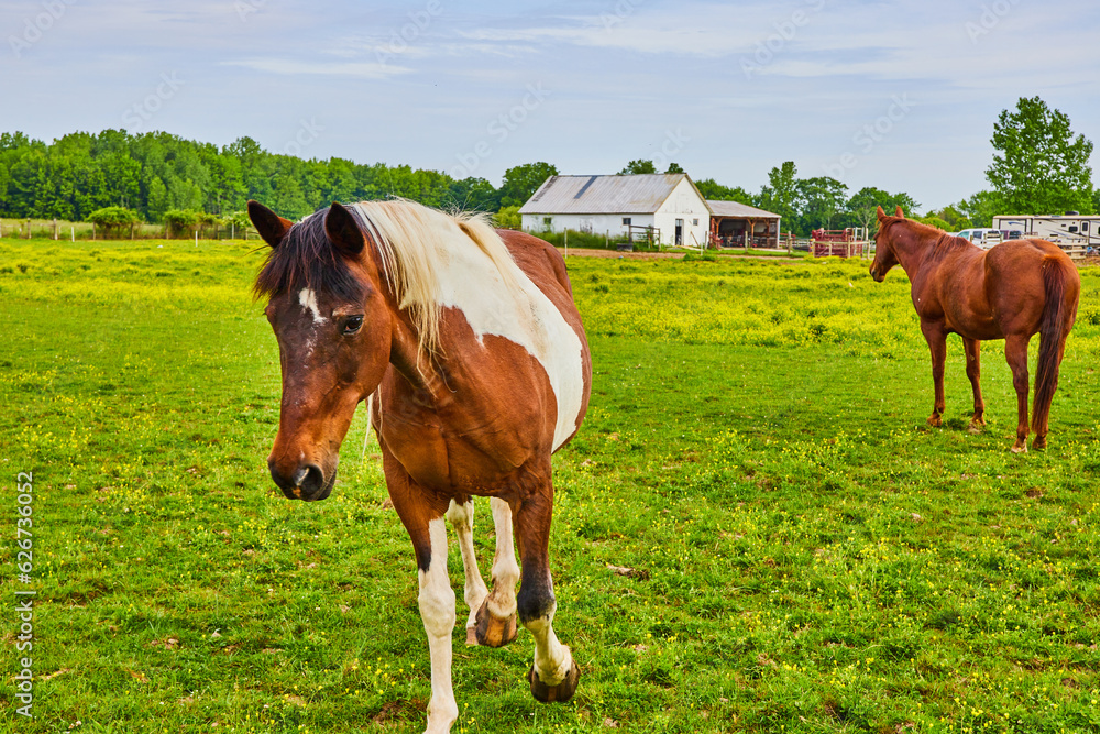 Shy brown and white paint horse walking up with chestnut horse standing in green field Shy brown and white paint horse walking up with chestnut horse standing in green field