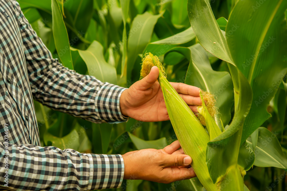Obraz premium Close up shot an unknown person proudly holding fresh corn from the vibrant cornfield.