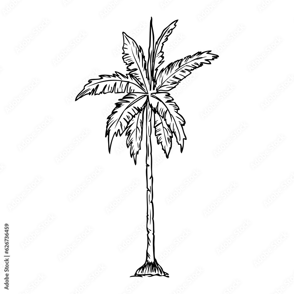 coconut tree sketch illustration coconut tree sketch illustration