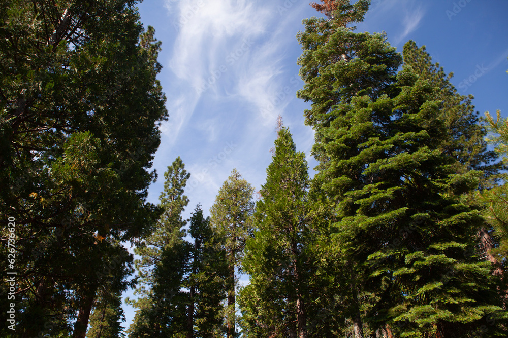 Pine forest and sky, Tahoe National Forest, California Pine forest and sky, Tahoe National Forest, California