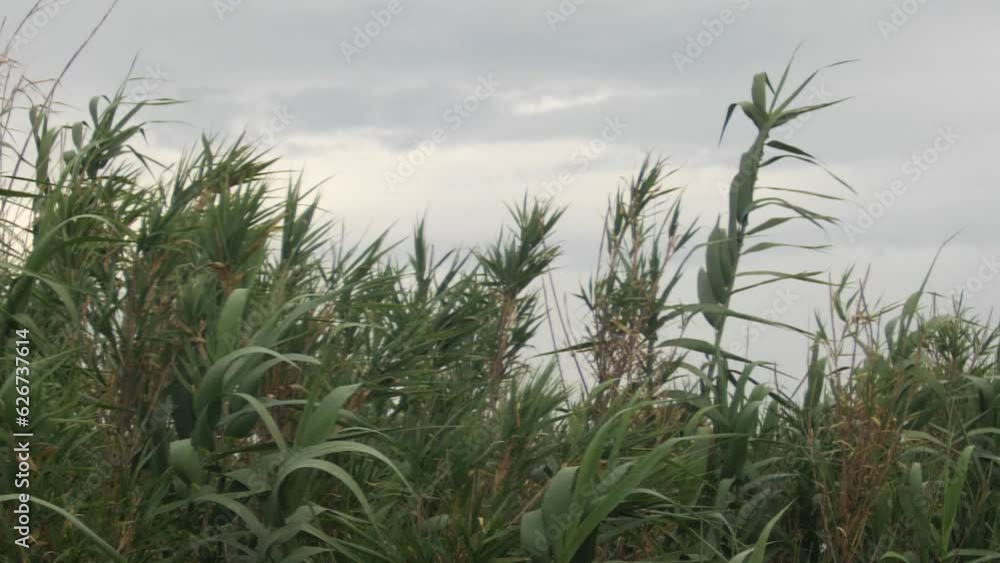 reeds in the wind in slow motion reeds in the wind in slow motion