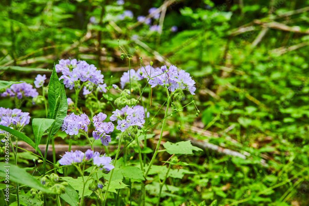 Bundle of purple flowers, lavender colored petals, Great Waterleaf bush, flowering plant Bundle of purple flowers, lavender colored petals, Great Waterleaf bush, flowering plant