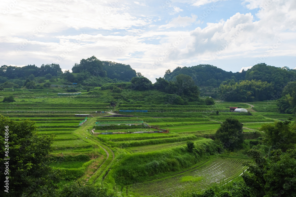 Scenery of terraced rice fields in a farming village, summer