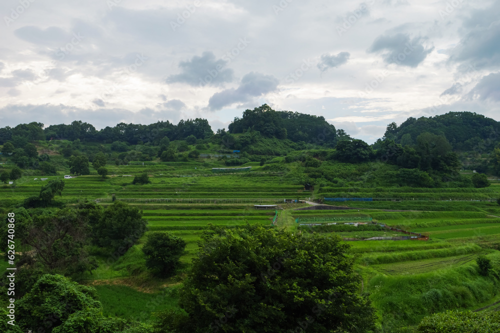 Scenery of terraced rice fields in a farming village, summer