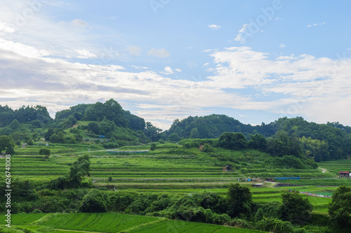 Scenery of terraced rice fields in a farming village  summer