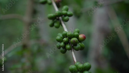CS - Coffee tree with green cherry beans in the farm