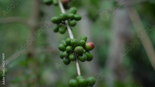 CS - Coffee tree with green cherry beans in the farm