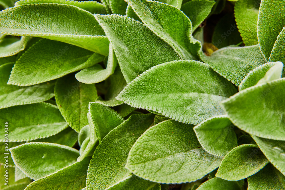 Background asset with close up of green and silver tipped Giant Lambs Ear leaves Background asset with close up of green and silver tipped Giant Lambs Ear leaves