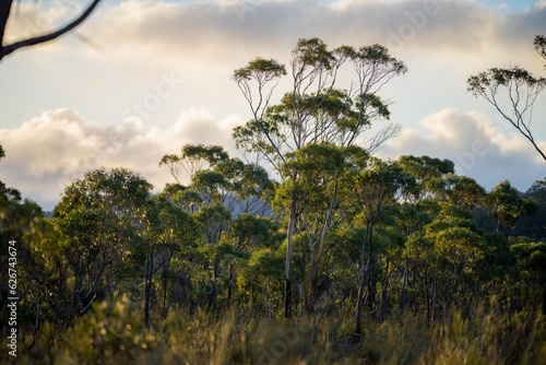 beautiful gum Trees and shrubs in the Australian bush forest. Gumtrees and native plants growing in Australia