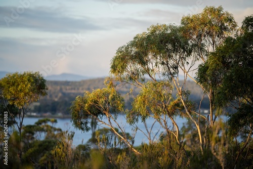 Cuadro en lienzo beautiful gum Trees and shrubs in the Australian bush forest