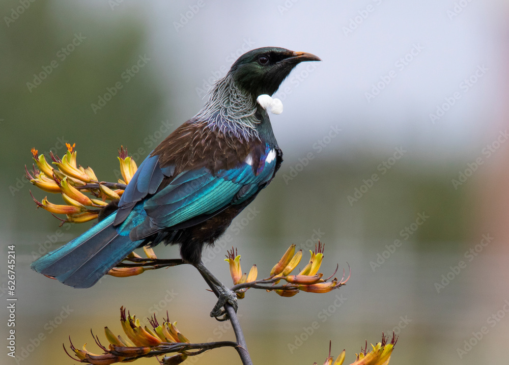 Obraz premium tui perching in flax