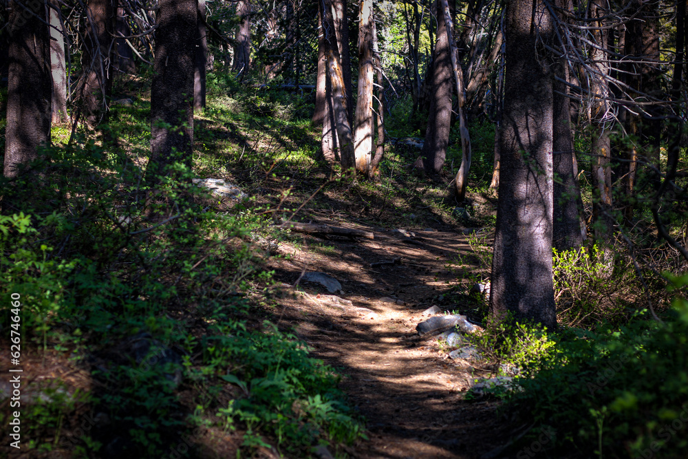Naklejka premium Forest trail