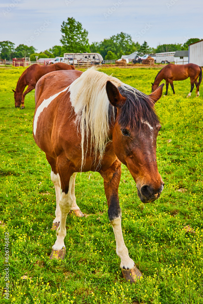 Two grazing rust colored chestnut horses with curious brown and white paint horse