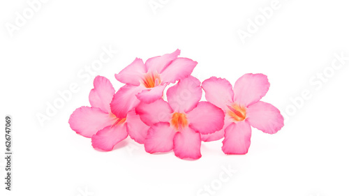 Tropical flower Pink Adenium. Desert rose on isolated white background