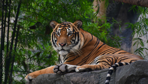 Tiger is a large tiger in the zoo. © Diamon jewelry
