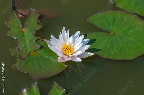 white water lily