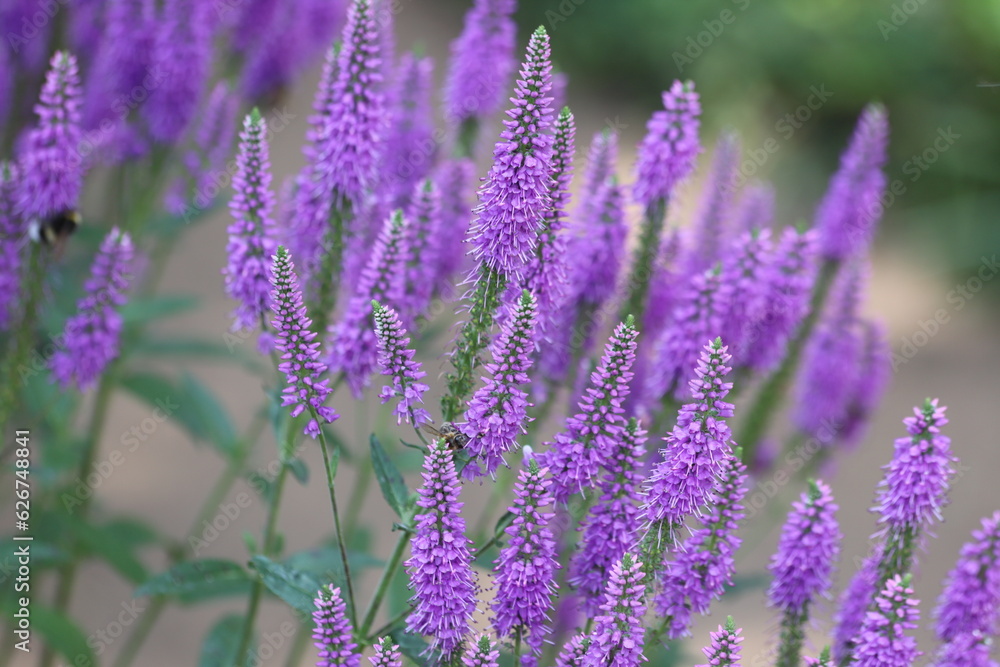 Veronica spicata, spiked speedwell plant with pink flowers. Close up. Veronica spicata, spiked speedwell plant with pink flowers. Close up.
