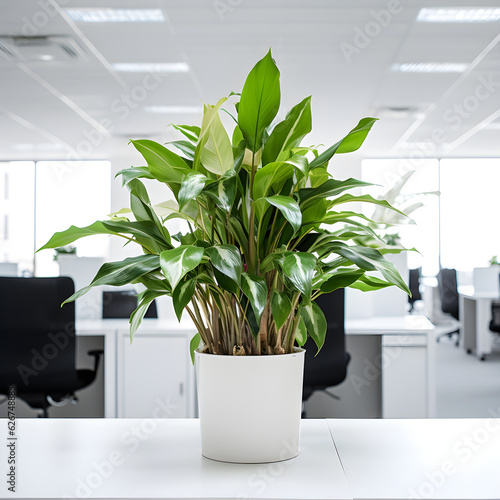 Office Plant.