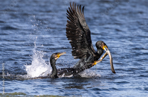 cormorants fighting over an eel