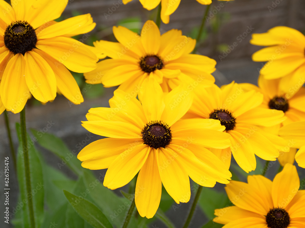 ルドベキアの花 ルドベキアの花