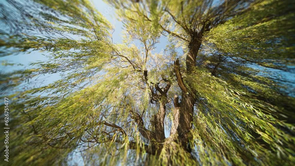 Looking up through the long slender branches of the tall weeping willow ...