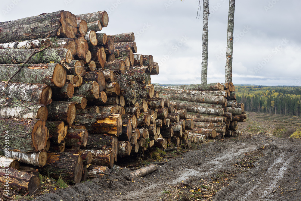 A stack of birch timber lies in the forest. A stack of birch timber lies in the forest.
