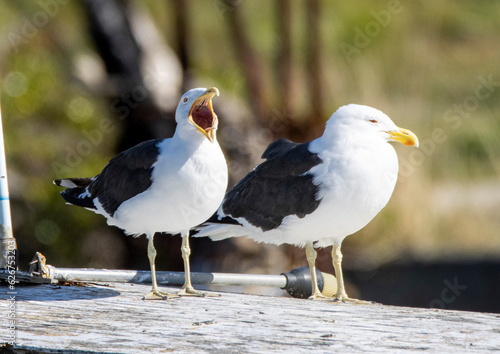 seagulls on a boat photo