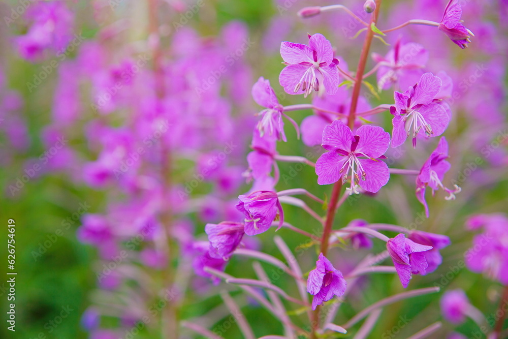 Fireweed flowers grow in the field. Ivan-tea inflorescence close-up. Defocused background. Fireweed flowers grow in the field. Ivan-tea inflorescence close-up. Defocused background.