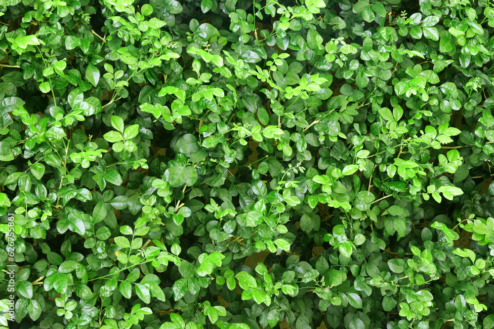 Green tree wall background, texture of natural fence for design art work. Green tree wall background, texture of natural fence for design art work.