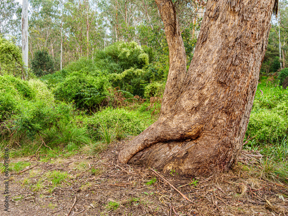  Textured Trunk Soft Undergrowth