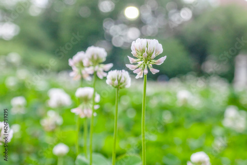 野原のクローバーの花 © Imagepocket