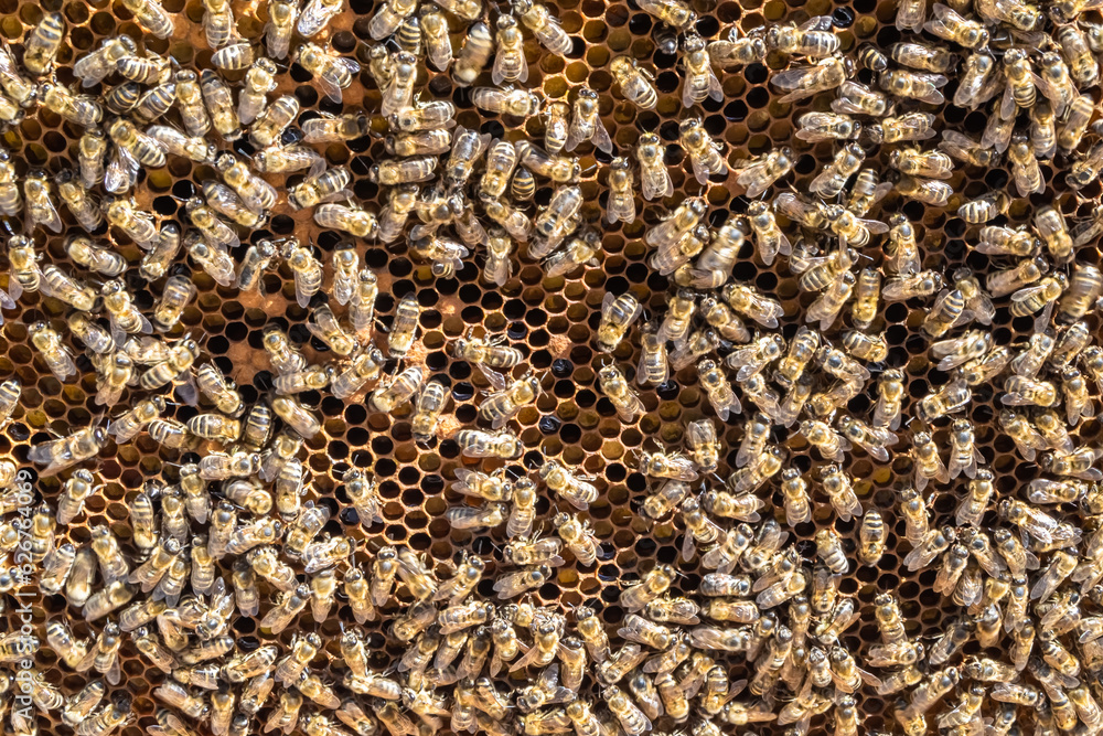 Abstract hexagon structure is honeycomb from bee hive filled Abstract hexagon structure is honeycomb from bee hive filled