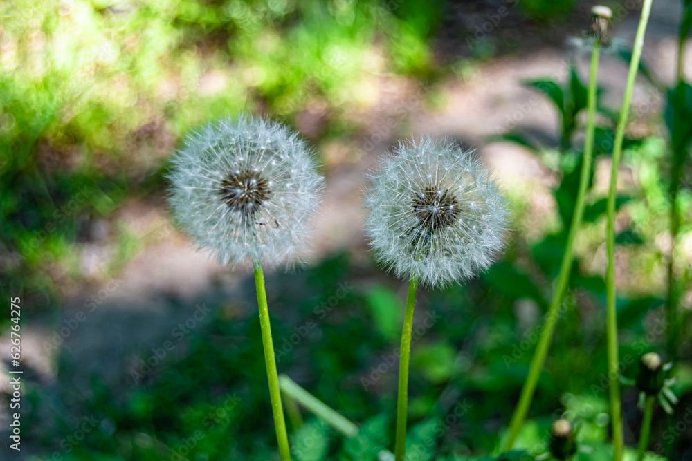 Beautiful wild growing flower seed dandelion on background meadow Beautiful wild growing flower seed dandelion on background meadow