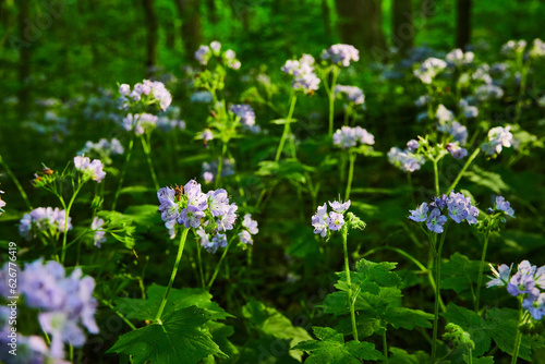 Forest floor, brown dirt, lavender colored petals on Great Waterleaf bush, plant, flowering, sunset