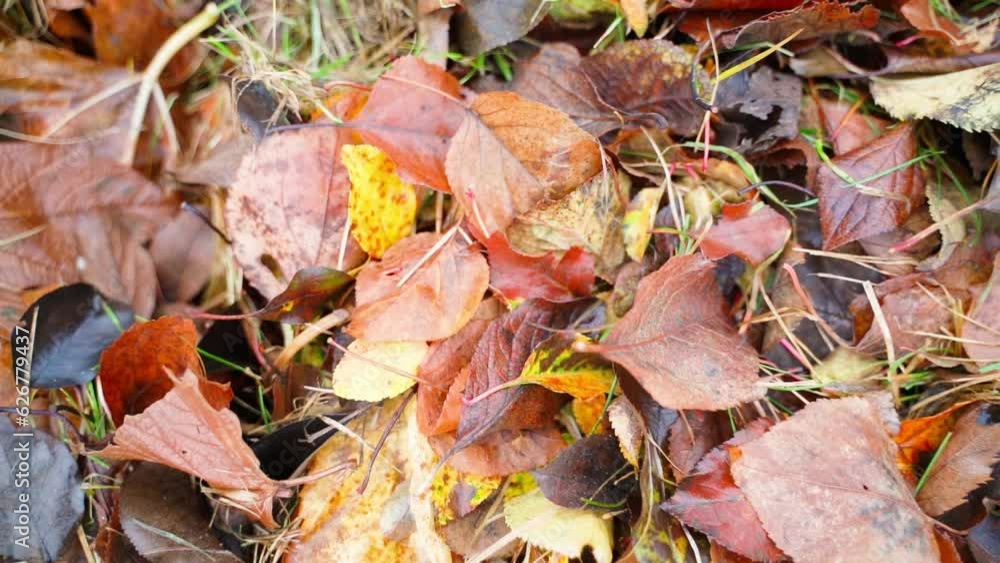 Autumn fallen leaves for mulching the garden soil for the winter close-up in a garden wheelbarrow. Smooth camera moving away from the wet foliage of trees Autumn fallen leaves for mulching the garden soil for the winter close-up in a garden wheelbarrow. Smooth camera moving away from the wet foliage of trees