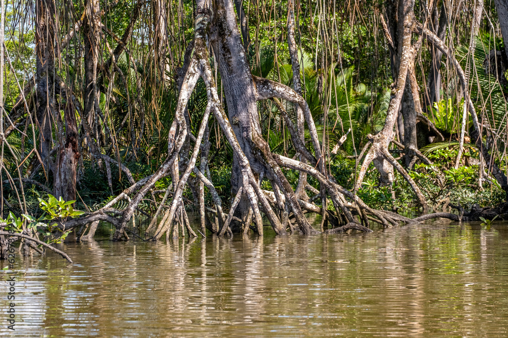 Mangrove forest near Bandar Seri Begawan, Brunei on the island of Borneo Mangrove forest near Bandar Seri Begawan, Brunei on the island of Borneo