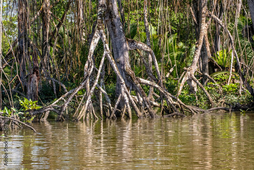 Mangrove forest near Bandar Seri Begawan  Brunei on the island of Borneo