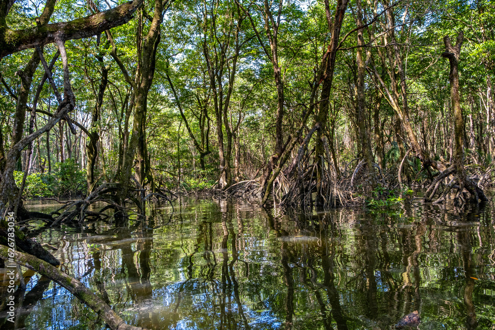 Mangrove forest near Bandar Seri Begawan, Brunei on the island of Borneo Mangrove forest near Bandar Seri Begawan, Brunei on the island of Borneo