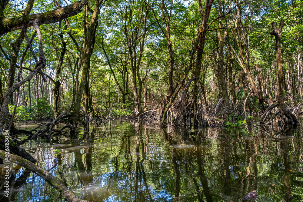 Mangrove forest near Bandar Seri Begawan, Brunei on the island of Borneo