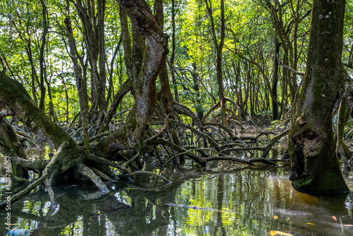 Mangrove forest near Bandar Seri Begawan, Brunei on the island of Borneo photo