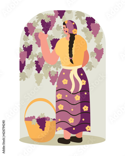 Young beautiful woman picking grapes in garden. Winemaking process with organic grapes. Wine production industry. Flat vector illustration in yellow and purple colors