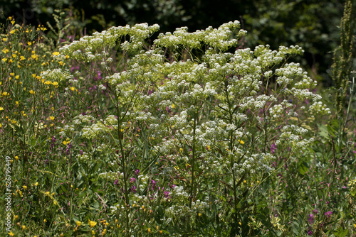 Blooming Peltaria angustifolia in Geminbeli Pass in Sivas